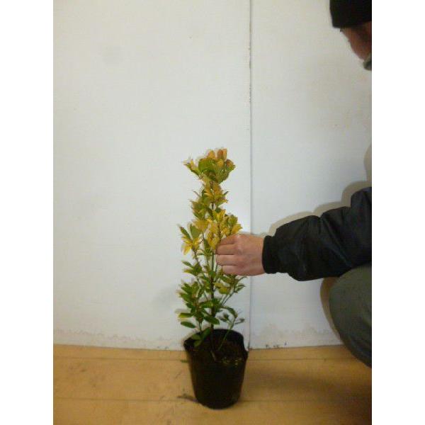 オウゴンマサキ 5本セット 樹高0 4m前後 15cmポット おうごんまさき 黄金マサキ スーパー黄金マサキ 生垣用 苗木 植木 苗 庭木 生け垣 送料込み Buyee Buyee Japanese Proxy Service Buy From Japan Bot Online