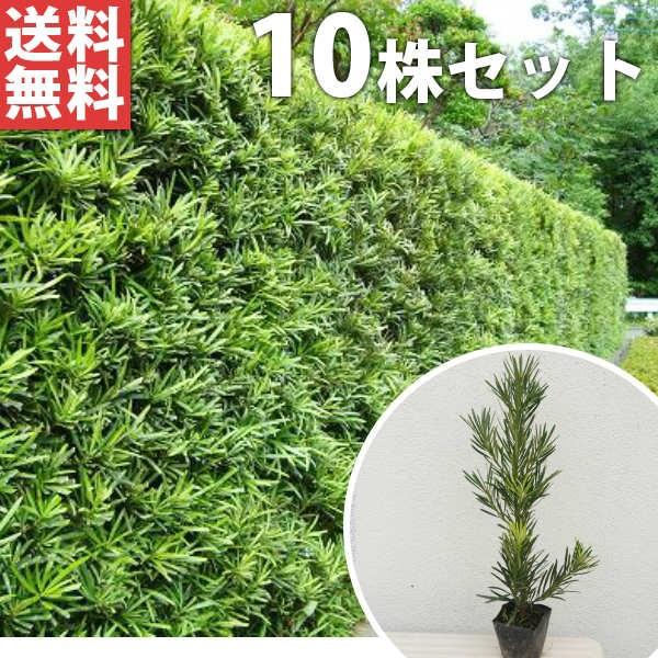 ラカンマキ 10本セット 樹高0 3m前後 10 5cmポット 生垣 らかんまき マキ まき 苗木 植木 苗 庭木 生け垣 送料込み 目隠し 生垣 Ta P 10set 季の香 通販 Yahoo ショッピング