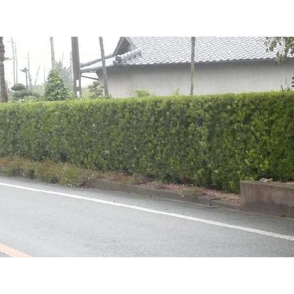 ラカンマキ 10本セット 樹高0 25m前後 10 5cmポット 生垣 らかんまき マキ まき 苗木 植木 苗 庭木 生け垣 送料込み 目隠し 生垣 Buyee Buyee Japanese Proxy Service Buy From Japan Bot Online