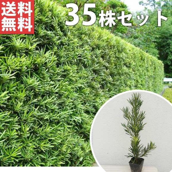 ラカンマキ 35本セット 樹高0 2m前後 10 5cmポット 生垣 らかんまき マキ まき 苗木 植木 苗 庭木 生け垣 送料込み 目隠し 生垣 Ta P 35set 季の香 きのか 通販 Yahoo ショッピング