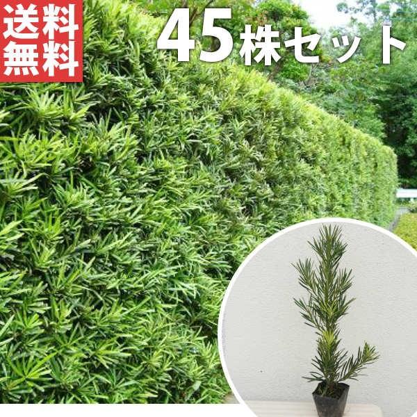 植木 盆栽 マキの人気商品 通販 価格比較 価格 Com