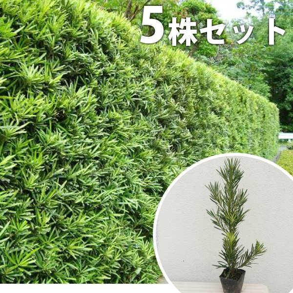 ラカンマキ 5本セット 樹高0 25m前後 9cmポット 生垣 らかんまき マキ まき 苗木 植木 苗 庭木 生け垣 目隠し 生垣 Ta P 5set 季の香 通販 Yahoo ショッピング