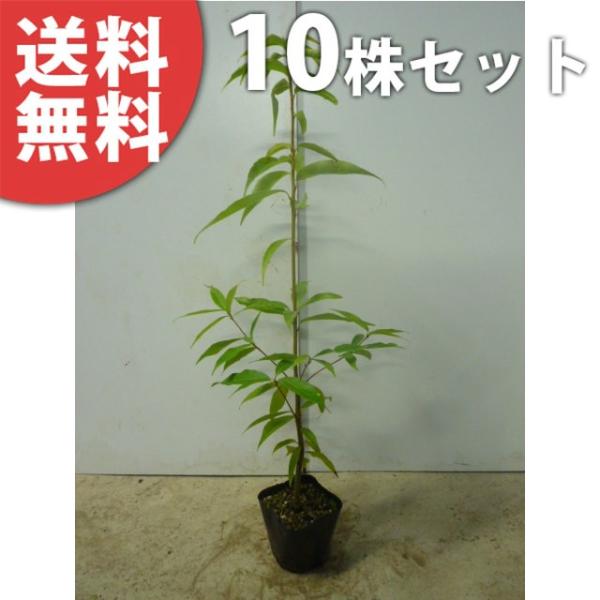 植木 盆栽 シラカシの人気商品 通販 価格比較 価格 Com