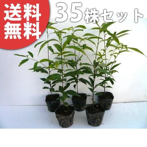 常緑樹 シラカシの通販 価格比較 価格 Com