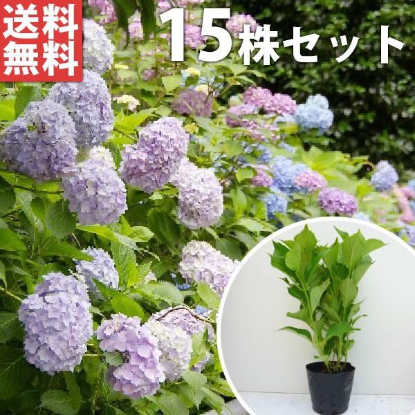 苗 紫陽花の人気商品 通販 価格比較 価格 Com