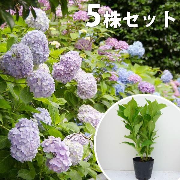 アジサイ 苗木 苗の人気商品 通販 価格比較 価格 Com