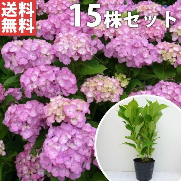 アジサイ 赤 15本セット 樹高0 4m前後 15cmポット 赤花 アカ あじさい 紫陽花 西洋アジサイ 苗木 植木 苗 庭木 生け垣 送料込み Ta 15set 季の香 きのか 通販 Yahoo ショッピング