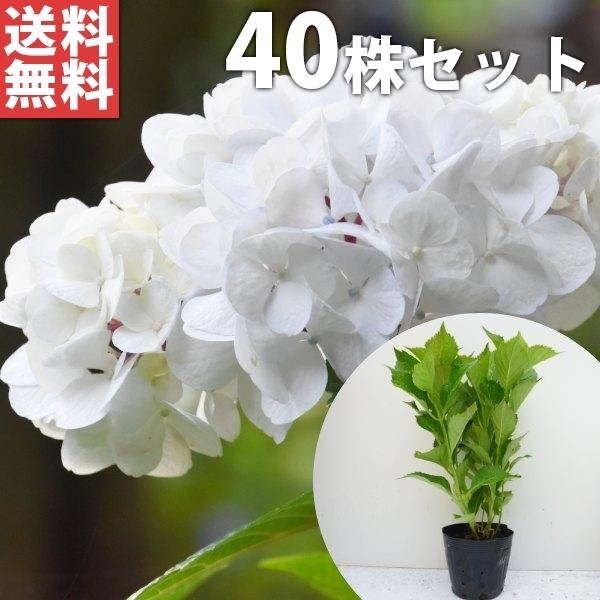 苗 紫陽花の人気商品 通販 価格比較 価格 Com