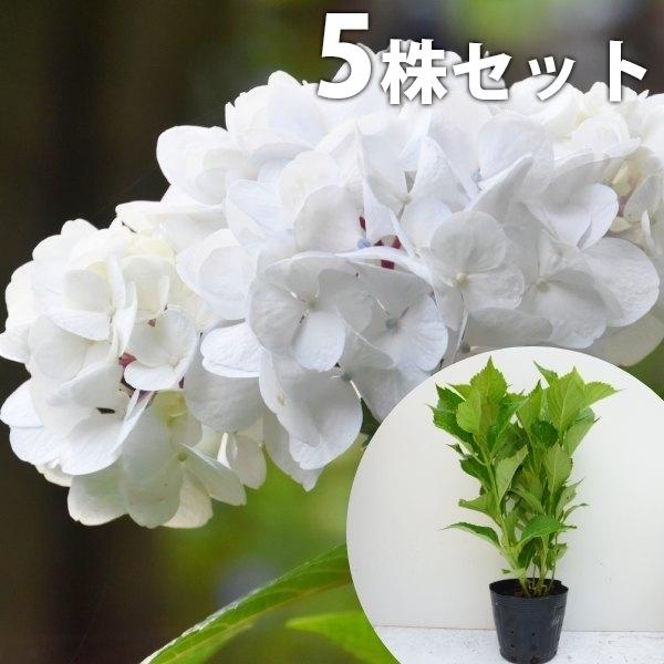 アジサイ 白 苗の人気商品 通販 価格比較 価格 Com