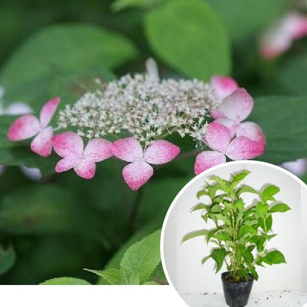 アジサイ 苗 苗の人気商品 通販 価格比較 価格 Com