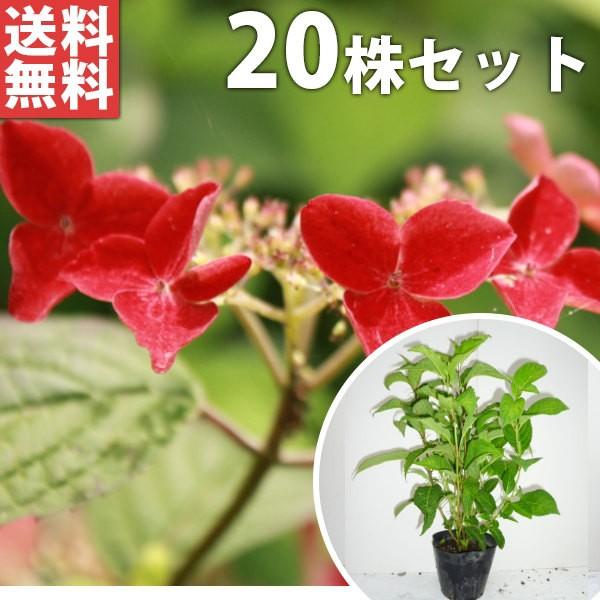 アジサイ 苗の人気商品 通販 価格比較 価格 Com
