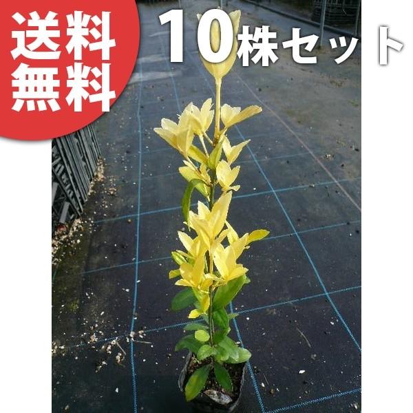 目隠し・生垣 全国有数の植木の里「福岡県田主丸町」から、植木の産地ならではの、自慢の商品をお届け致します。 激安 安い お得 オウゴンマサキ（10本セット） 樹高0.3m前後 10.5cmポット 苗木 苗 おうごんまさき （黄金マサキ） ス...