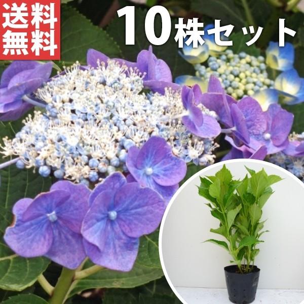 ガクアジサイ(10本セット) 樹高0.3m前後 15cmポット 額紫陽花 がくあじさい 額あじさい 苗木 植木 苗 庭木 生け垣 送料込み ガクアジサイ(10本セット) 樹高0.3m前後 15cmポット 額紫陽花 がくあじさい 額あじさい 苗木 植木 苗 庭木 生け垣 送料込み