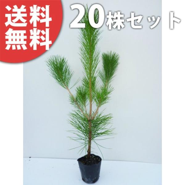 庭木 松 盆栽 植木の人気商品 通販 価格比較 価格 Com