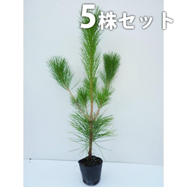 松 苗 植木 盆栽の人気商品 通販 価格比較 価格 Com