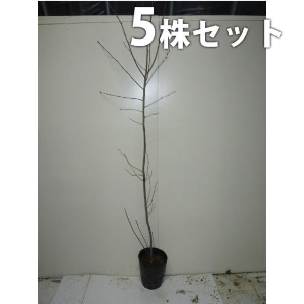 ジューンベリー 盆栽 植木の人気商品 通販 価格比較 価格 Com