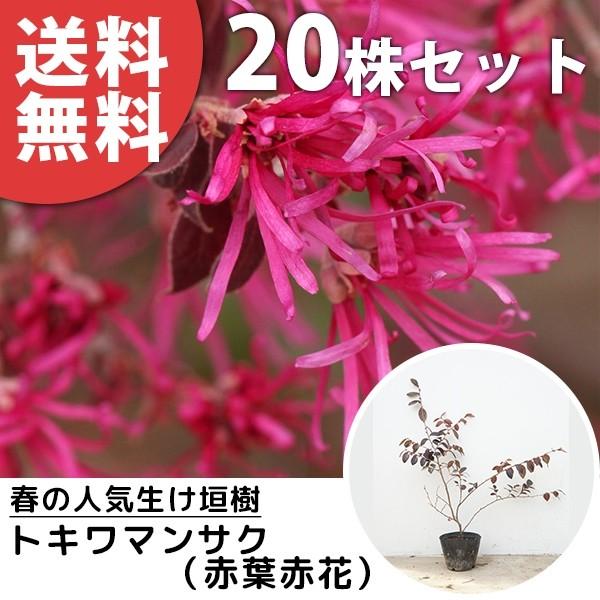 トキワマンサク 赤葉 盆栽 植木 Diy 工具の人気商品 通販 価格比較 価格 Com