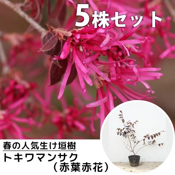 トキワマンサク 赤葉 盆栽 植木の人気商品 通販 価格比較 価格 Com