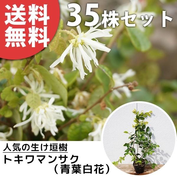 トキワマンサク 白 盆栽 植木の人気商品 通販 価格比較 価格 Com