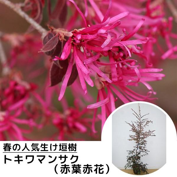 植木 盆栽 マンサクの人気商品 通販 価格比較 価格 Com