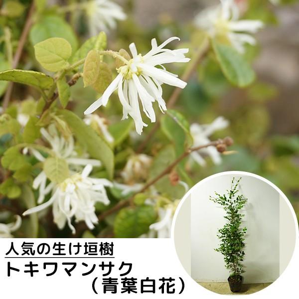 トキワマンサク 青葉白花 樹高1 2m前後 18cmポット 常盤満作 ときわまんさく 生垣用 苗木 植木 苗 庭木 生け垣 送料込み Buyee Buyee Japanese Proxy Service Buy From Japan Bot Online