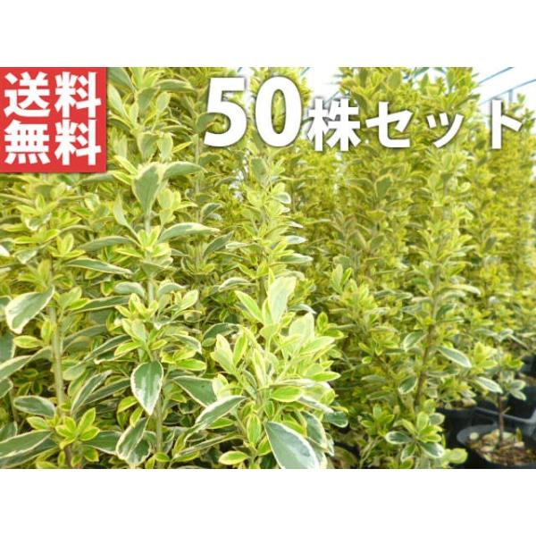 斑入りマサキ 50本セット 樹高0 4m前後 10 5cmポット 斑入り フイリマサキ マサキ まさき キンマサキ 苗木 植木 苗 庭木 生け垣 送料込み 目隠し 生垣 Buyee Buyee Japanese Proxy Service Buy From Japan Bot Online