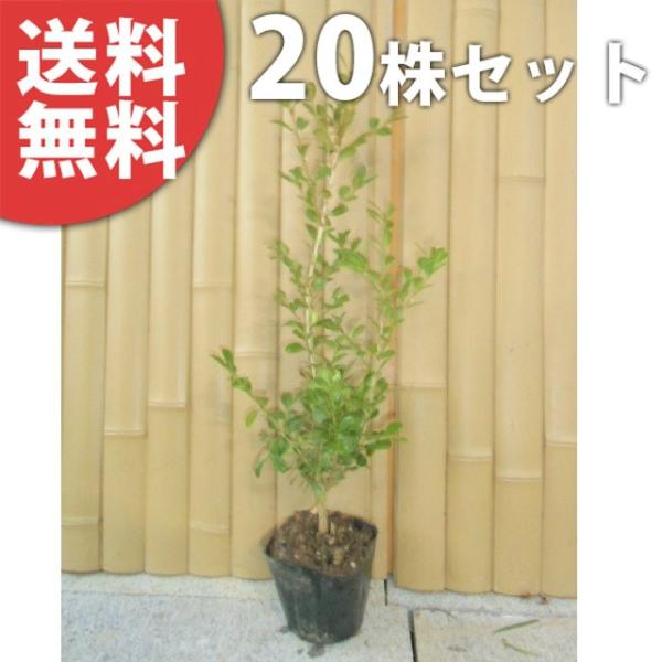 植木 盆栽 庭木 本 生垣の人気商品 通販 価格比較 価格 Com