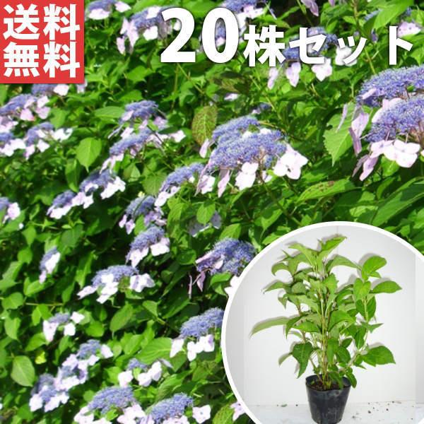 ヤマアジサイ 苗の通販 価格比較 価格 Com