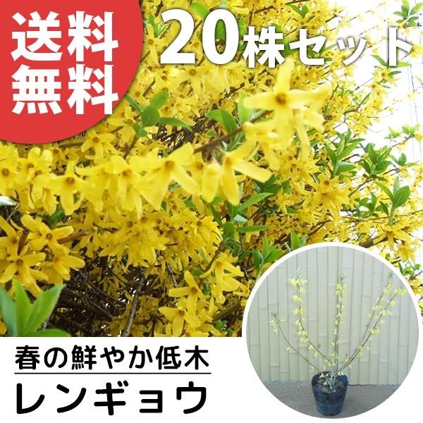 レンギョウ 本セット 樹高0 4m前後 15cmポット れんぎょう 苗木 植木 苗 庭木 生け垣 送料込み 花を楽しむ木 Ta401 set 季の香 きのか 通販 Yahoo ショッピング