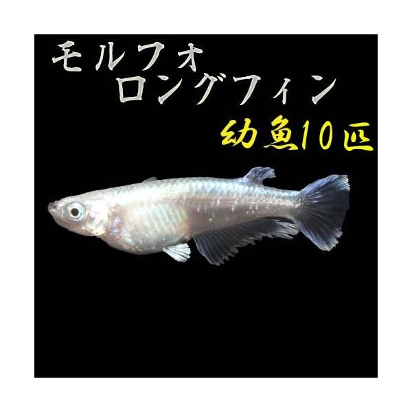 メダカ 種類の価格と最安値 おすすめ通販を激安で