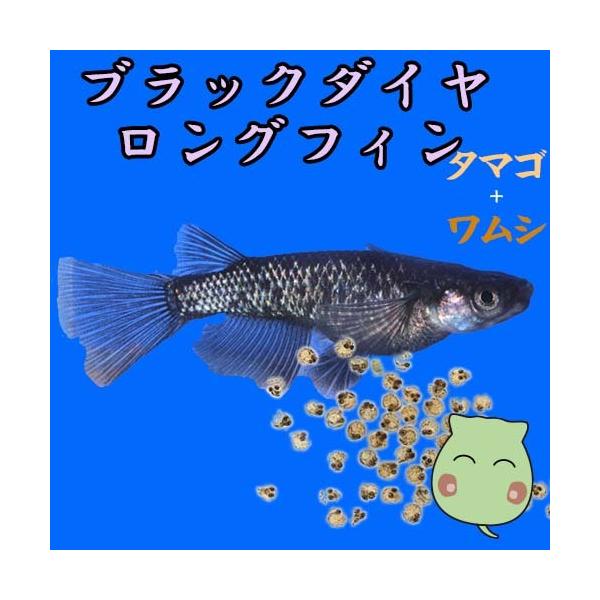 メダカ 生体 ブラックダイヤの価格と最安値 おすすめ通販を激安で