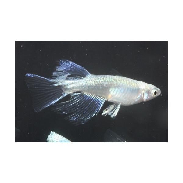 プレミアムメダカ プラチナ幹之リアルロングフィン タマゴ３０粒 中里氏 血統 めだか メダカ 目高 タマゴ たまご 卵 繁殖 水草 産卵 飼育 種類 綺麗 生体 新種 Buyee Buyee Japanese Proxy Service Buy From Japan Bot Online