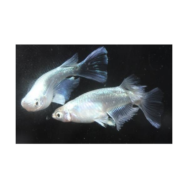 プレミアムメダカ プラチナ幹之リアルロングフィン タマゴ３０個 中里氏 血統 めだか メダカ 目高 タマゴ たまご 卵 繁殖 水草 産卵 飼育 種類 綺麗 生体 新種 Buyee Servicio De Proxy Japones Buyee Compra En Japon