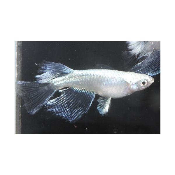 プレミアムメダカ プラチナ幹之リアルロングフィン タマゴ３０個 中里氏 血統 めだか メダカ 目高 タマゴ たまご 卵 繁殖 水草 産卵 飼育 種類 綺麗 生体 新種 Buyee Servicio De Proxy Japones Buyee Compra En Japon