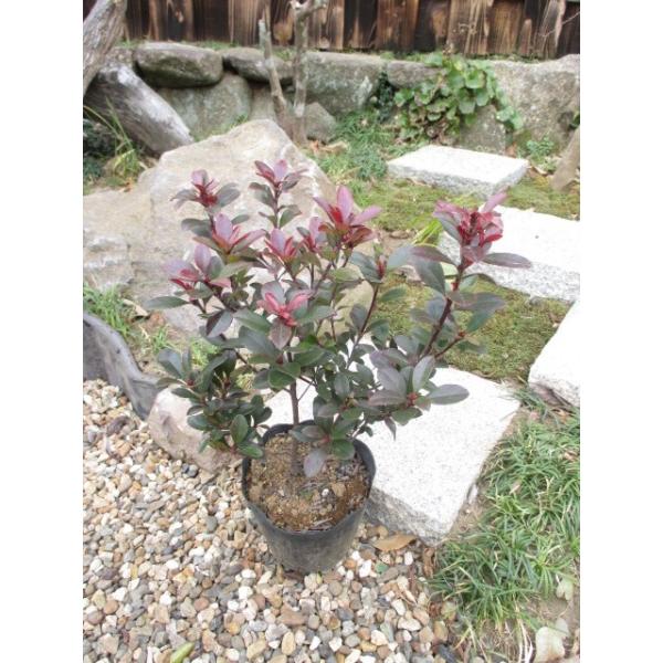 この商品はミニサイズ送料です。この商品は4本まで梱包できます。特徴赤花のシャリンバイです。もともと海岸にある植物ですので潮風や乾燥に強いです。サイズ高さ約50cm(根鉢含む）5号ポット(15cm)育て方２月頃に鶏ふんや油かす等を与えてください。