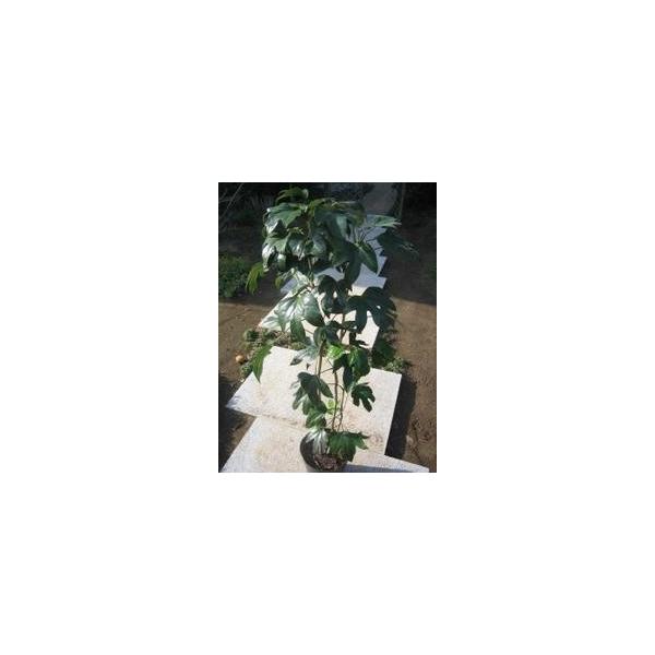 この商品は小サイズ送料です。特徴葉が密についていて、姿が隠せる事が名前の由来のようです。日陰にもよく耐えます。サイズ高さ約120cm(根鉢含む）8号ポット(24cm)育て方２月頃に鶏ふんや油かす等を与えてください。