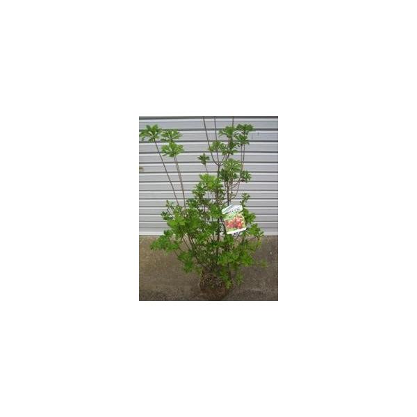 この商品は小サイズ送料です。特徴新緑、花期、紅葉と一年を通して楽しめます。花は赤く釣り鐘型でかわいいです。紅葉も見事です。サイズ高さ約110cm(根鉢含む）根巻き20cm育て方日当たりのいい場所を好みます。２月頃に鶏ふんや油かす等を与えてく...