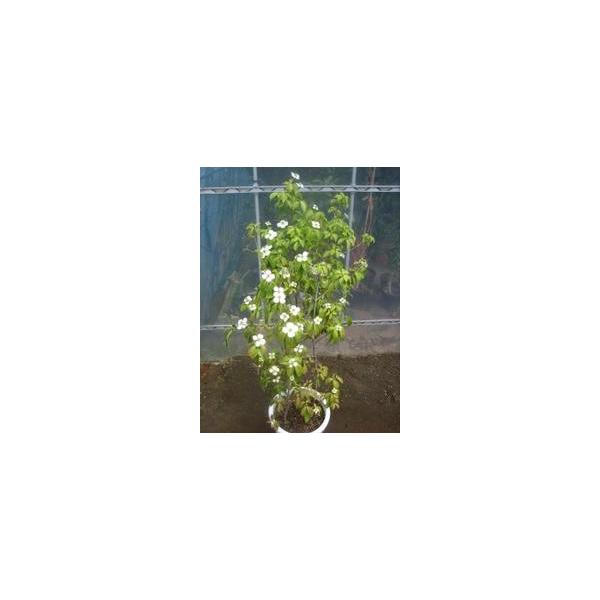 この商品は小サイズ送料です。特徴大きな花が咲き、実や葉など一年を通して楽しめます。サイズ高さ約120cm(根鉢含む）10号ポット(30cm)育て方２月頃に鶏ふんや油かす等を与えてください。