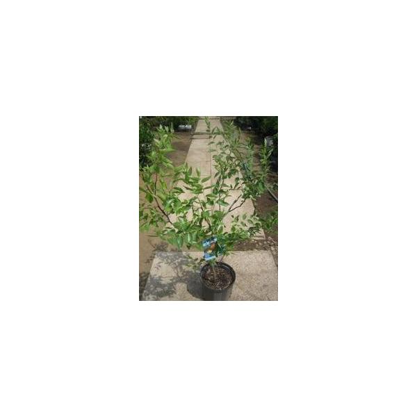 この商品は小サイズ送料です。特徴実は薬用としても使われミネラルが豊富です。サイズ高さ約100cm(根鉢含む）7号鉢(21cm)育て方日当たりのいい場所を好みます。２月頃に鶏ふんや油かす等を与えてください。