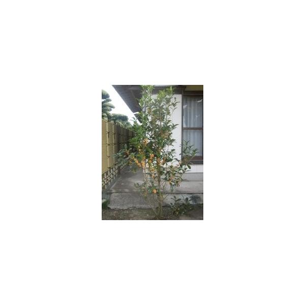 この商品は小サイズ送料です。特徴秋に花が咲く数少ない花木です。樹かん一杯に黄色い花が咲き、なんといっても香りが大変良いです。サイズ高さ約200cm(根鉢含む）根巻き35cm育て方日当たりのいい場所を好みます。２月頃に鶏ふんや油かす等を与えて...