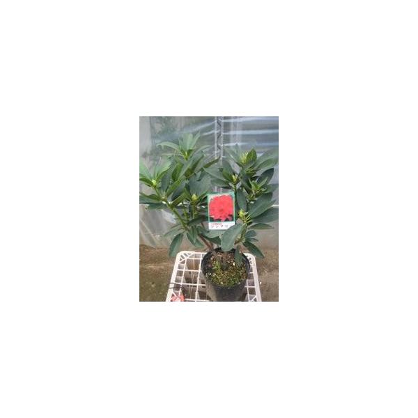 この商品は小サイズ送料です。特徴とても美しい濃赤色で樹勢と花付き共に良いため、シャクナゲの銘花といわれています。サイズ高さ約50cm(根鉢含む）6号鉢（18cm）育て方半日陰を好みます。２月頃に鶏ふんや油かす等を与えてください。