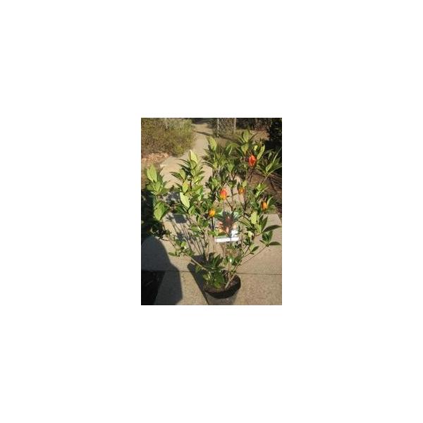 この商品はミニサイズ送料です。特徴すばらしい花の香りが遠くからでも漂ってくるほどです。秋にはたくさんの実をつけます。サイズ高さ約80cm(根鉢含む）8号ポット（24cm）育て方日当たりの良い場所を好みます。2月頃に油かすや鶏ふん等を与えて下さい。