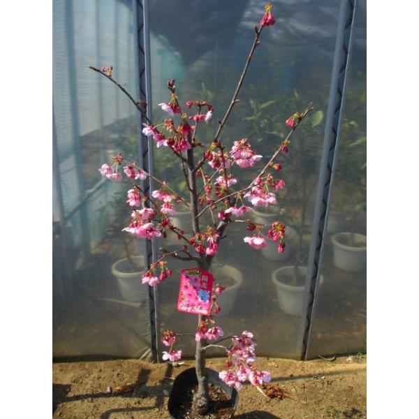 この商品は小サイズ送料です。特徴鮮やかなピンク色で、明るい花色はとても艶やかです。サイズ高さ約110cm(根鉢含む）7号ポット（21cm）育て方日当たりの良い場所を好みます。2月頃に油かすや鶏ふん等を与えて下さい。