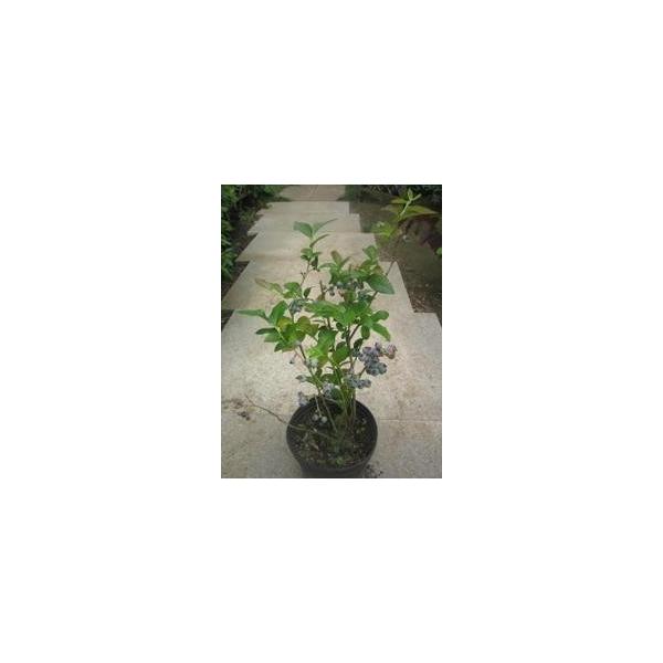 この商品はミニサイズ送料です。特徴とても大粒の実ですので、果肉たっぷりで、食べごたえがあります。サイズ高さ約60cm(根鉢含む）6号鉢(18cm)育て方日当たりのいい場所を好みます。乾いたら水をたっぷり与えて下さい。土はピートモス等を混ぜて...