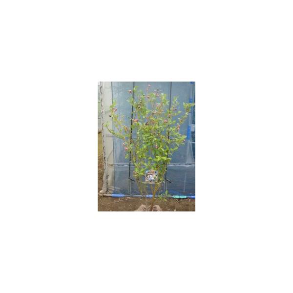 この商品は小サイズ送料です。特徴ラビットアイ系の中で一番実が大きい品種で、ジューシーで爽やかな酸味です。サイズ高さ約110cm(根鉢含む）根巻き20cm育て方日当たりのいい場所を好みます。乾いたら水をたっぷり与えて下さい。土はピートモス等を...