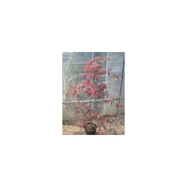 この商品は小サイズ送料です。特徴新芽から若葉にかけては、たいへん鮮やかな赤色です。夏には紫色に変化し、秋には真っ赤に紅葉します。タムケヤマとも呼ばれています。サイズ高さ約90cm(根鉢含む）7号ポット(21cm)育て方西日が当たらない風通し...