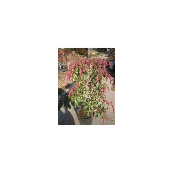 この商品はミニサイズ送料です。特徴早春に釣鐘型の美しいたくさんの花を咲かせます。春の到来を実感させる植物です。サイズ高さ約40cm(根鉢含む）5号ポット（15cm）育て方半日陰を好みます。２月頃に鶏ふんや油かす等を与えてください。