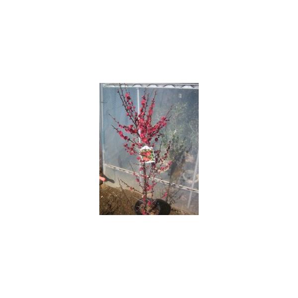 この商品は小サイズ送料です。特徴濃い紅色がとても鮮やかで、見ごたえがあります。サイズ高さ約120cm(根鉢含む）7号鉢(21cm)育て方日当たりのいい場所を好みます。２月頃に鶏ふんや油かす等を与えてください。