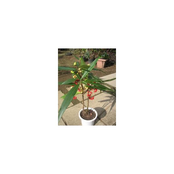 この商品はミニサイズ送料です。特徴葉の先がとがっていて独特です。紅白の実が成り、斑入りの葉のものも混植されています。サイズ高さ約50cm(根鉢含む）7号鉢(21cm)育て方半日陰を好みます。２月頃に鶏ふんや油かす等を与えてください。