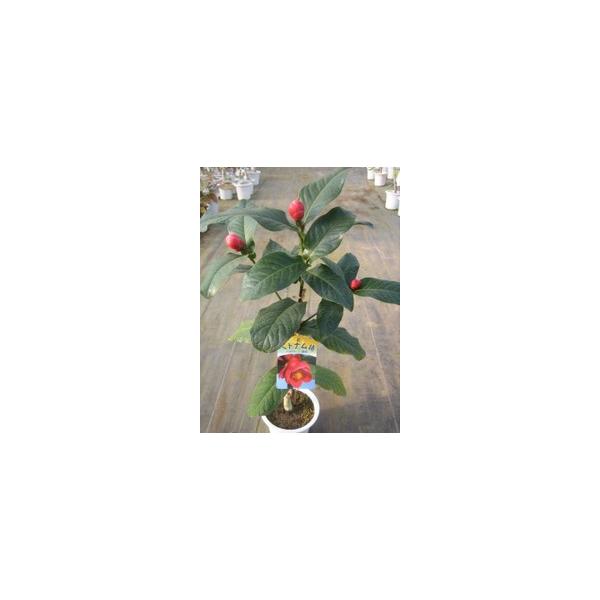 この商品はミニサイズ送料です。特徴ベトナムのグエン王朝時代の王家の庭園で、とても大切に愛され育てれていたそうです。つぼみがとても肉厚で、気品が漂っています。ベトナムらしいエキゾチックな花です。サイズ高さ約60cm(根鉢含む）6号鉢（18cm...